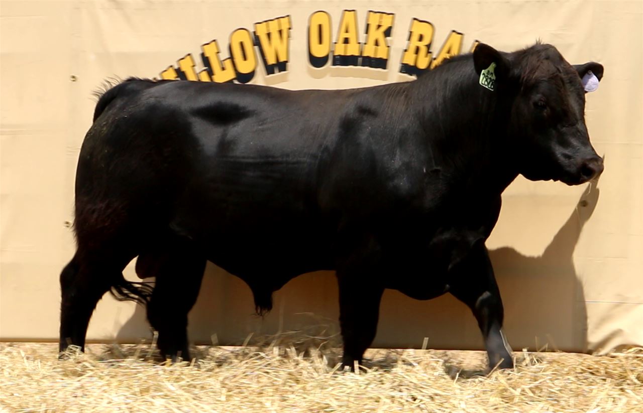 Best Black Bulls